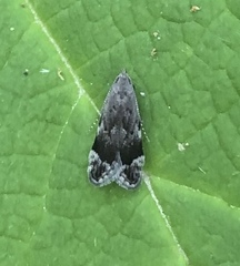 Anacampsis conclusella