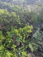 Neotoma fuscipes annectens