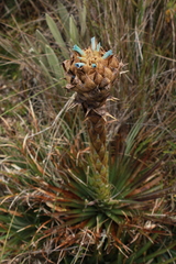 Puya trianae
