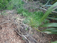 Haloragis erecta erecta