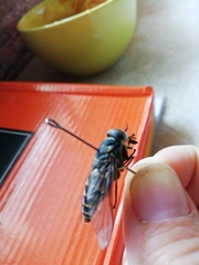 Tabanus bovinus