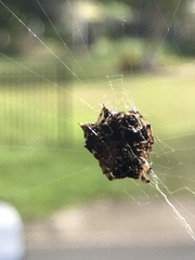 Gasteracantha sacerdotalis