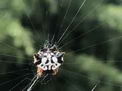 Gasteracantha sacerdotalis