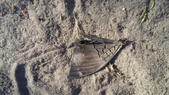 Charaxes bohemani bohemani