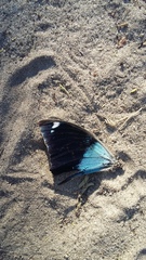 Charaxes bohemani bohemani