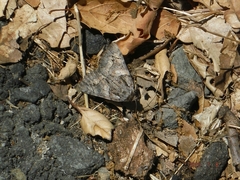 Catocala ophelia