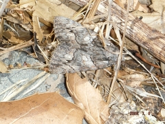 Catocala ophelia