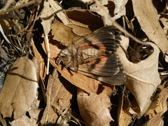 Catocala ophelia