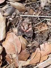 Catocala ophelia