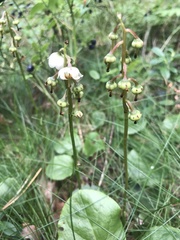 Pyrola media