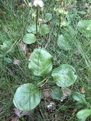 Pyrola media