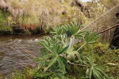 Lupinus triananus