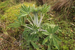 Lupinus triananus