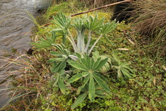 Lupinus triananus