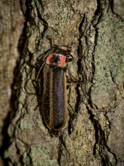 Podabrus brevicollis