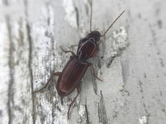 Stenomorphus californicus
