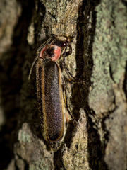 Podabrus brevicollis