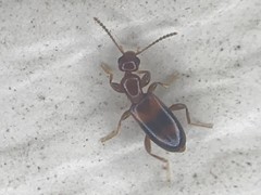Vacusus vicinus