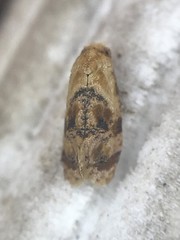 Cochylis bucera