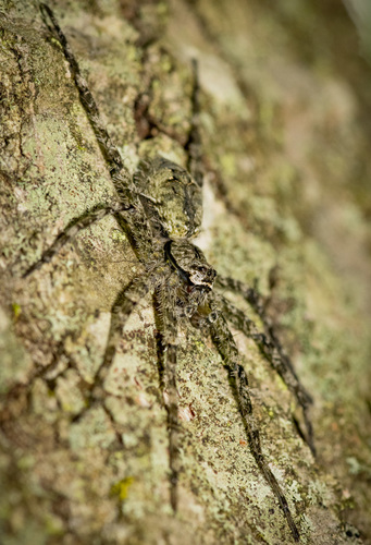 White-banded Fishing Spider
