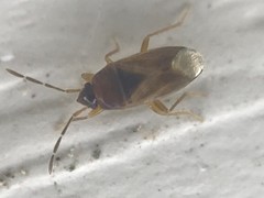 Valtissius distinctus