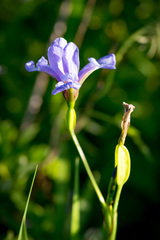 Iris prismatica