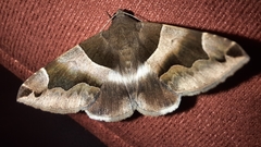 Bastilla
