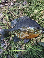 Lepomis gibbosus × macrochirus