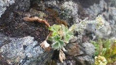 Potentilla × villosula
