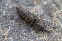 Paracardiophorus