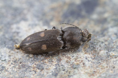 Paracardiophorus