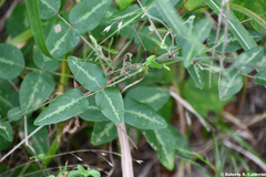Desmodium tweedyi