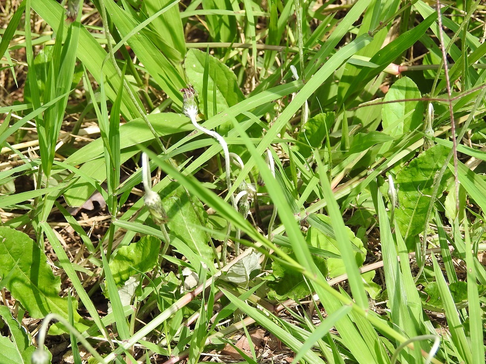 White Sunbonnets (Chaptalia albicans)