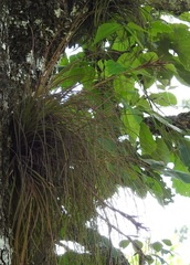 Tillandsia juncea
