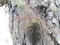 Tillandsia filifolia