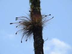 Tillandsia juncea