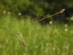 Carex luzulifolia