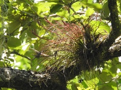 Tillandsia juncea