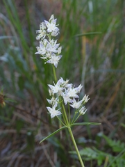 Frasera albicaulis nitida