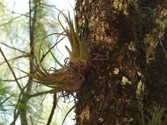 Tillandsia seleriana