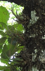 Tillandsia seleriana