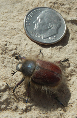Paracotalpa granicollis