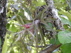 Tillandsia streptophylla