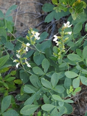 Thermopsis gracilis