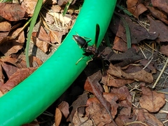Polistes parametricus