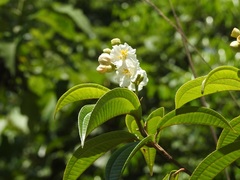 Miconia subhirsuta
