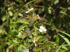 Heterocentron subtriplinervium