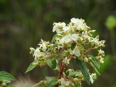 Heterocentron subtriplinervium