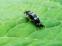 Glipa oculata