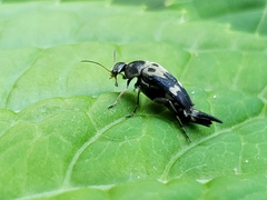 Glipa oculata